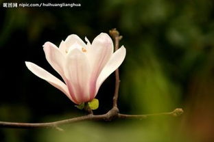 玉兰花的样子，玉兰花的样子描写三年级