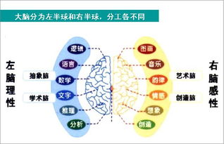 聪明是左脑发达还是右脑发达?