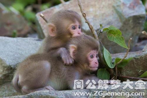 梦见被猴子咬住不放啥意思