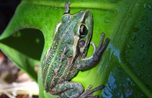 两栖的拼音是什么