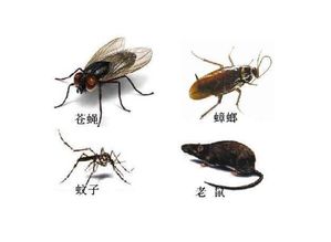 家庭灭虫，家庭灭虫公司