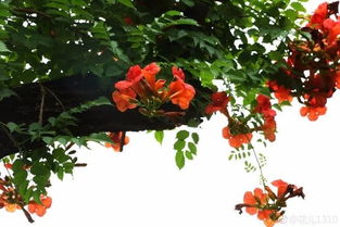 不做攀援的凌霄花,也不学痴情的鸟儿是什么意思