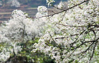 李花什么时候开，桃花李花什么时候开