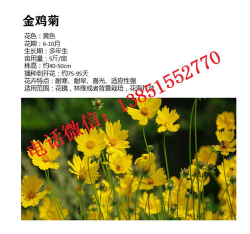 一年四季花开的顺序