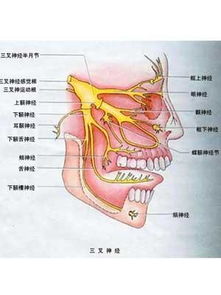 造成三叉神经痛的原因，头部三叉神经疼是什么原因
