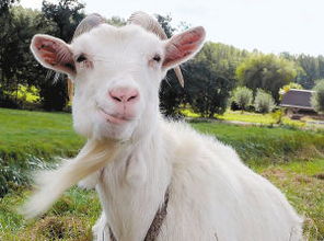 山羊goat