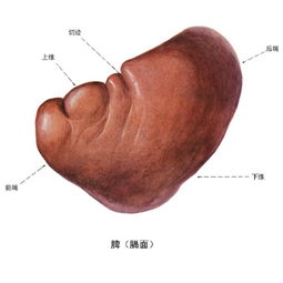 脾肿大的早期症状