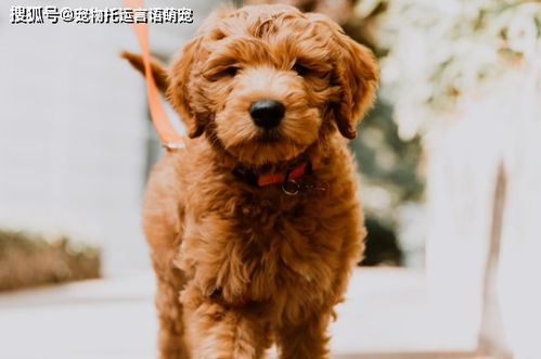 高铁能不能带宠物