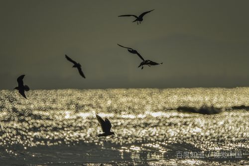 已婚女人梦见玉米棒子是什么意思
