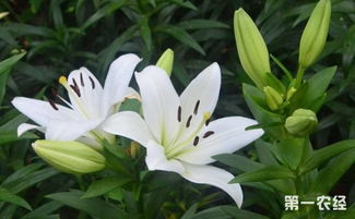 百合花的介绍，百合花的介绍以及特点
