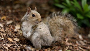 鼠与羊属相相配么