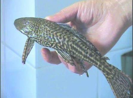 有谁知道这是什么鱼吗?