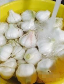 醋泡大蒜的正确做法，醋泡大蒜的正确做法和功效