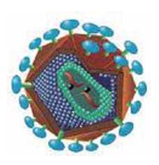 CD4细胞，cd4细胞是什么意思