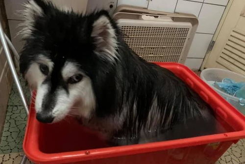 每个人身上都有毛毛是什么梗 每个人身上都有毛毛的意思