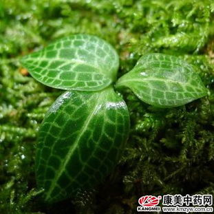 银线莲的功效与作用