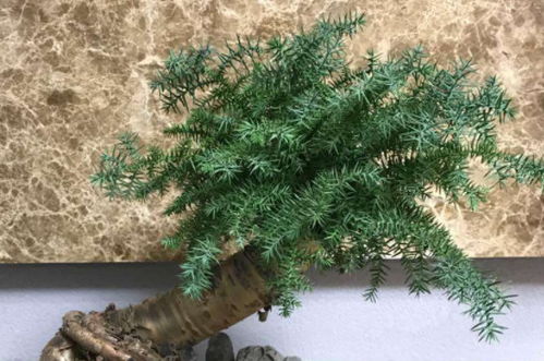 澳洲松有怎样的精神品质