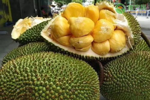 菠萝蜜怎么看熟不熟，菠萝蜜怎么看熟不熟图片