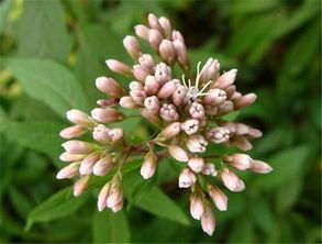 佩兰的功效与作用，佩兰的功效与作用及禁忌