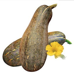 密本南瓜，密本南瓜什么时候种什么时候开花什么时候结果