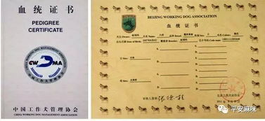 单血统和双血统的区别，拉布拉多单血统和双血统的区别
