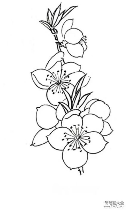 桃花画法，桃花画法简笔画