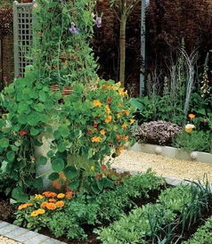 小菜园创意名字 小菜园创意名字有哪些