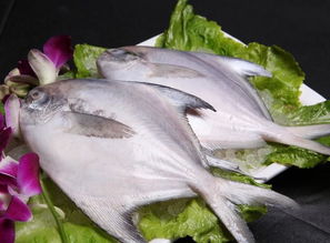 鲳鱼怎么做好吃，鲳鱼怎么做好吃又简单红烧