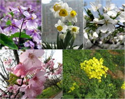 春天什么花会开，春天什么花会开什么颜色