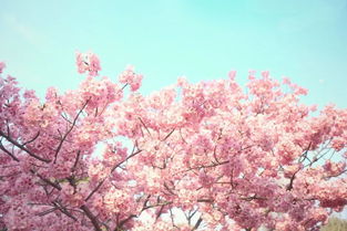 樱花红，樱花红石材图片