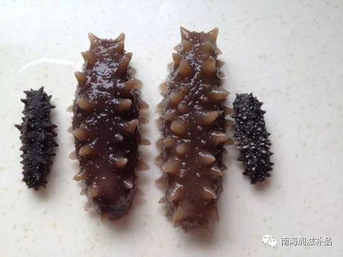 海参泡发方法，海参泡发方法和时间
