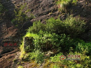武夷山母树大红袍，武夷山母树大红袍为什么禁采