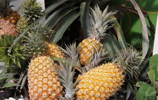 菠萝的功效及禁忌，菠萝的功效及禁忌食物