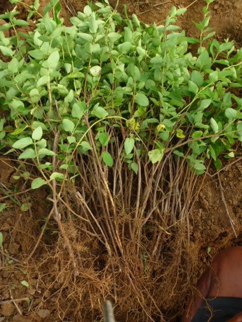 金银花苗多少钱一棵,金银花苗价格