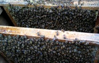 王台封盖后几天出新王，王台封盖后几天出新王就会分窝吗?