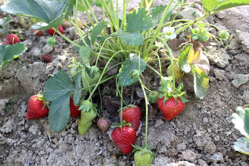 怎么种草莓印步骤，草莓印怎么种出来的教程