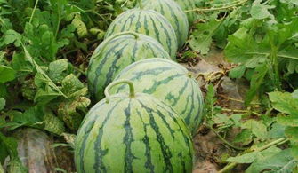 怎么种西瓜，怎么种西瓜种子