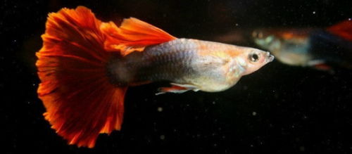 凤尾鱼怎么养，凤尾鱼怎么养能成活率高