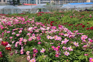 花卉苗圃，花卉苗木