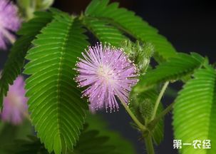 含羞草的特点，含羞草的特点体现在哪几个方面