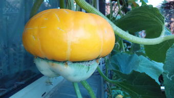 怎么种瓜，怎么种瓜子