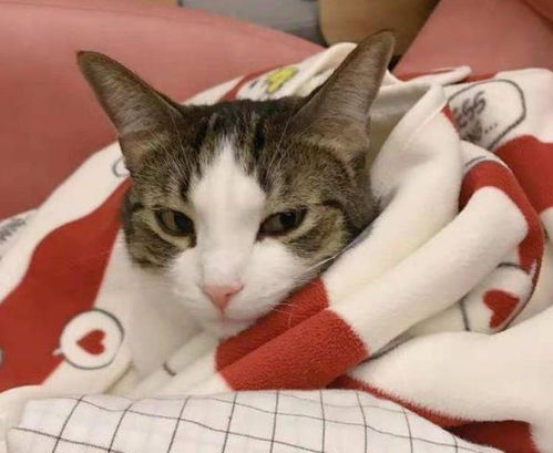 猫咪取什么名字好听