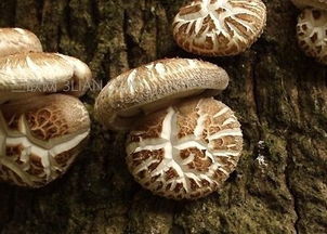 大花菇，大花菇怎么做好吃