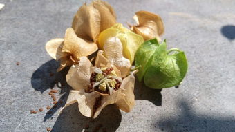 冰粉籽是什么植物，野生冰粉籽是什么植物