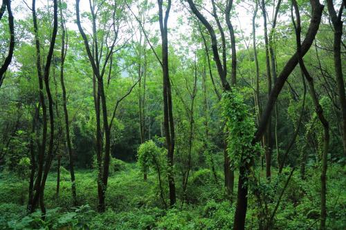 绿树成荫是哪个阴，绿树成荫是哪个阴正确