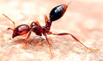 红火蚁图片，红火蚁图片咬人后图片