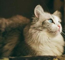 女人梦见猫是什么意思