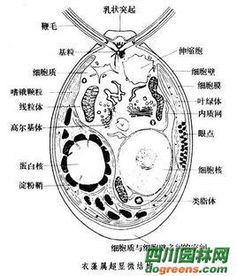 衣藻是真核生物吗，变形虫是真核生物吗