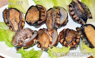 鲍鱼怎么保存，鲍鱼怎么保存到第二天