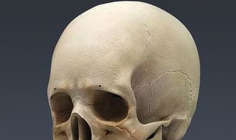 天灵盖是什么意思，打开天灵盖是什么意思